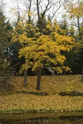 Желтое дерево на фоне елей
