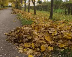 Желтые листья в парке Царского Села