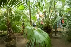 Ботанический сад, фото 20