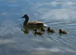 Утиное семейство на пруду