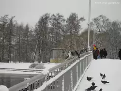 Санкт-Петербург, голуби в парке