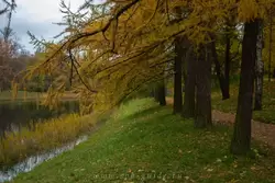 Золотая осень в Екатерининском парке, фото 84