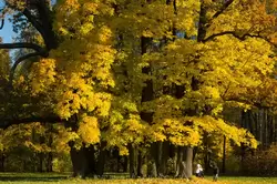 Золотая осень в Павловске, фото 69