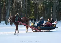Катание на лошадях в Павловске