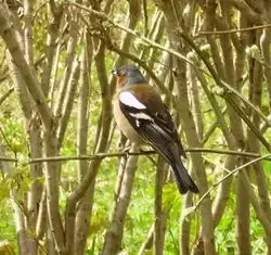 Ломоносов (Ораниенбаум), Птичка в парке