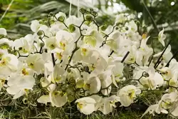 Выставка орхидей, фото 9