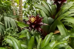 Выставка орхидей, фото 22