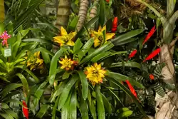 Выставка орхидей, фото 23