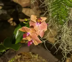 Выставка орхидей, фото 30