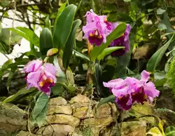Выставка орхидей, фото 31