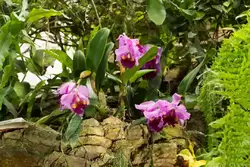 Выставка орхидей, фото 32