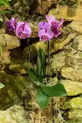 Выставка орхидей, фото 33