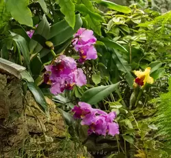 Выставка орхидей, фото 35