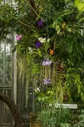 Выставка орхидей, фото 46