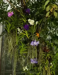 Выставка орхидей, фото 47