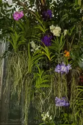 Выставка орхидей, фото 49