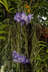 Выставка орхидей, фото 50