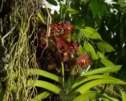 Выставка орхидей, фото 51
