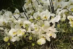Выставка орхидей, фото 53