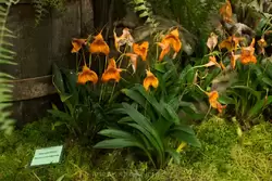 Выставка орхидей, фото 55