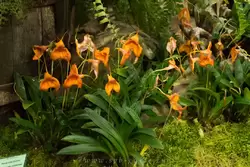 Выставка орхидей, фото 56