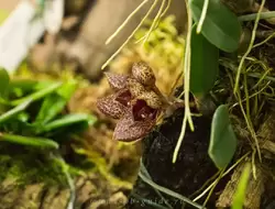Выставка орхидей, фото 59
