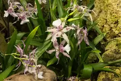 Выставка орхидей, фото 69