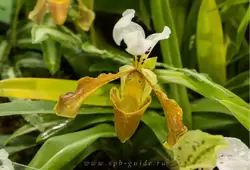 Выставка орхидей, фото 76