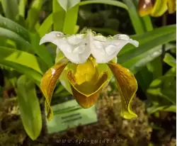 Выставка орхидей, фото 81