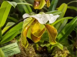 Выставка орхидей, фото 82
