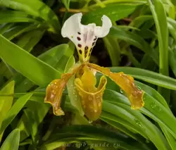 Выставка орхидей, фото 83