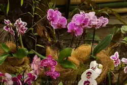 Выставка орхидей, фото 84