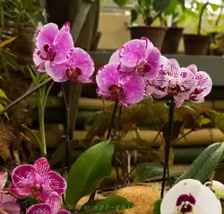 Выставка орхидей, фото 85