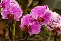 Выставка орхидей, фото 86