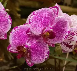 Выставка орхидей, фото 87