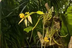 Выставка орхидей, фото 90