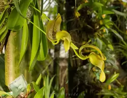 Выставка орхидей, фото 96
