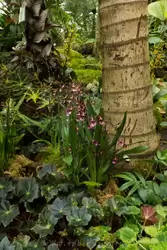 Выставка орхидей, фото 2