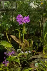 Выставка орхидей, фото 9