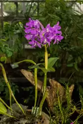 Выставка орхидей, фото 10