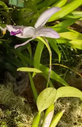 Выставка орхидей, фото 15