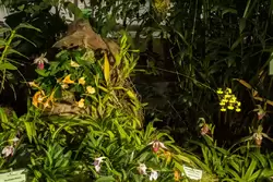 Выставка орхидей, фото 16