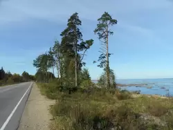 Финский залив в посёлке Лебяжье