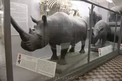 Белый носорог в Зоологическом музее