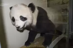 Большая панда или бамбуковый медведь в Зоологическом музее