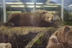 Бурые медведи в Зоологическом музее