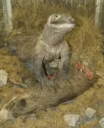 Гигантский варан в Зоологическом музее