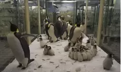 Гнездовая колония императорских пингвинов