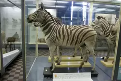 Горная зебра