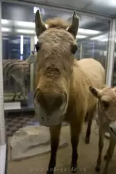 Лошадь Пржевальского в Зоологическом музее